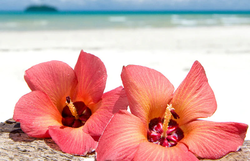 Bougie - Hibiscus des Îles